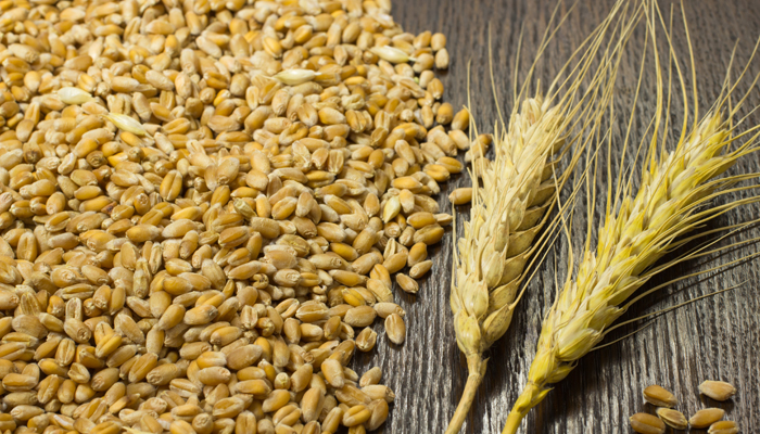 Wheat and Grain